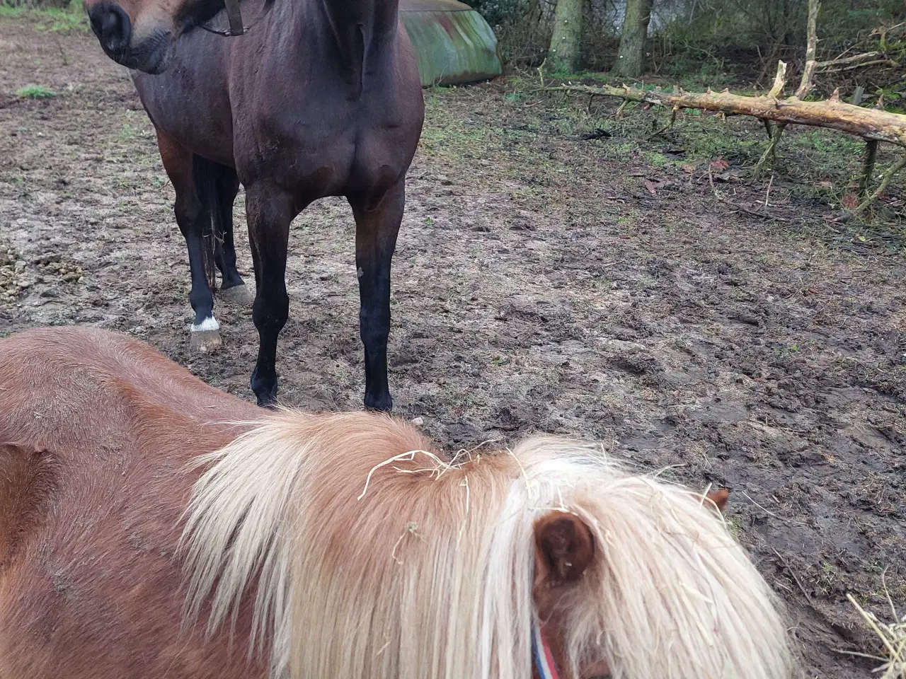 Billede 3 - Trav hoppe sælges