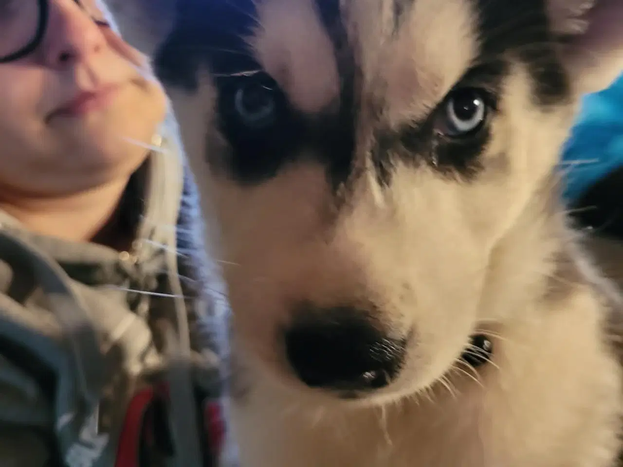 Billede 1 - husky hvalpe