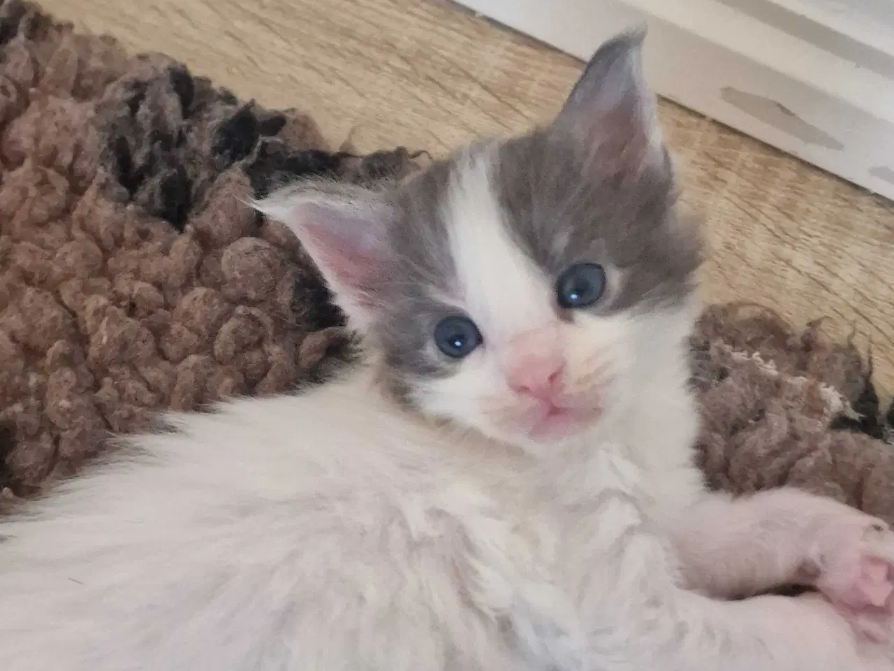 Billede 13 - Mainecoon killinger 