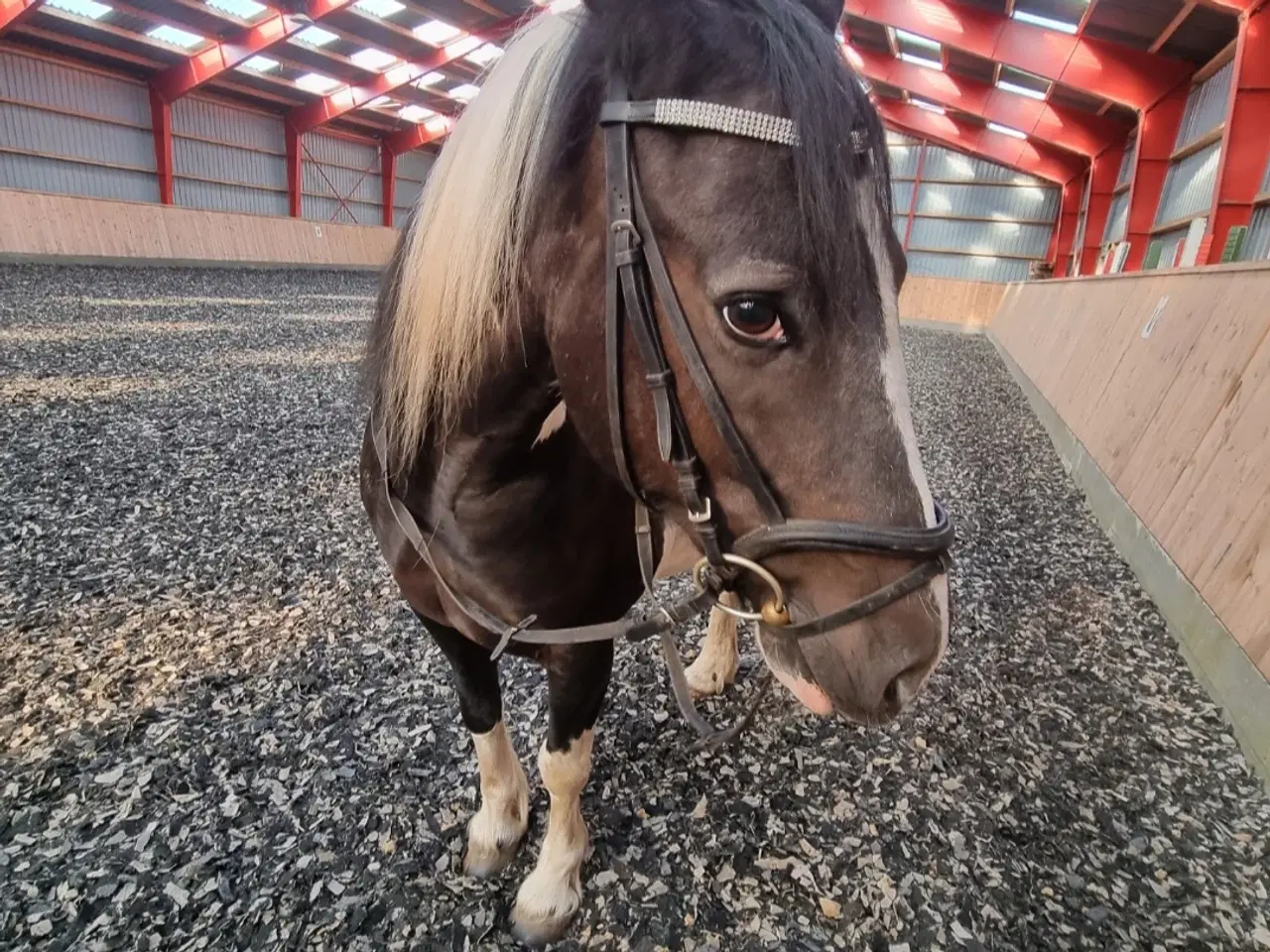 Billede 3 - Pony Til Salg projecthest