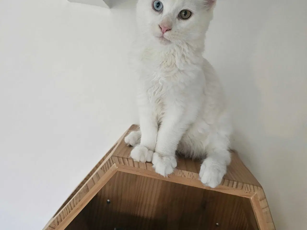 Billede 5 - Maine Coon killing m/stamtavle