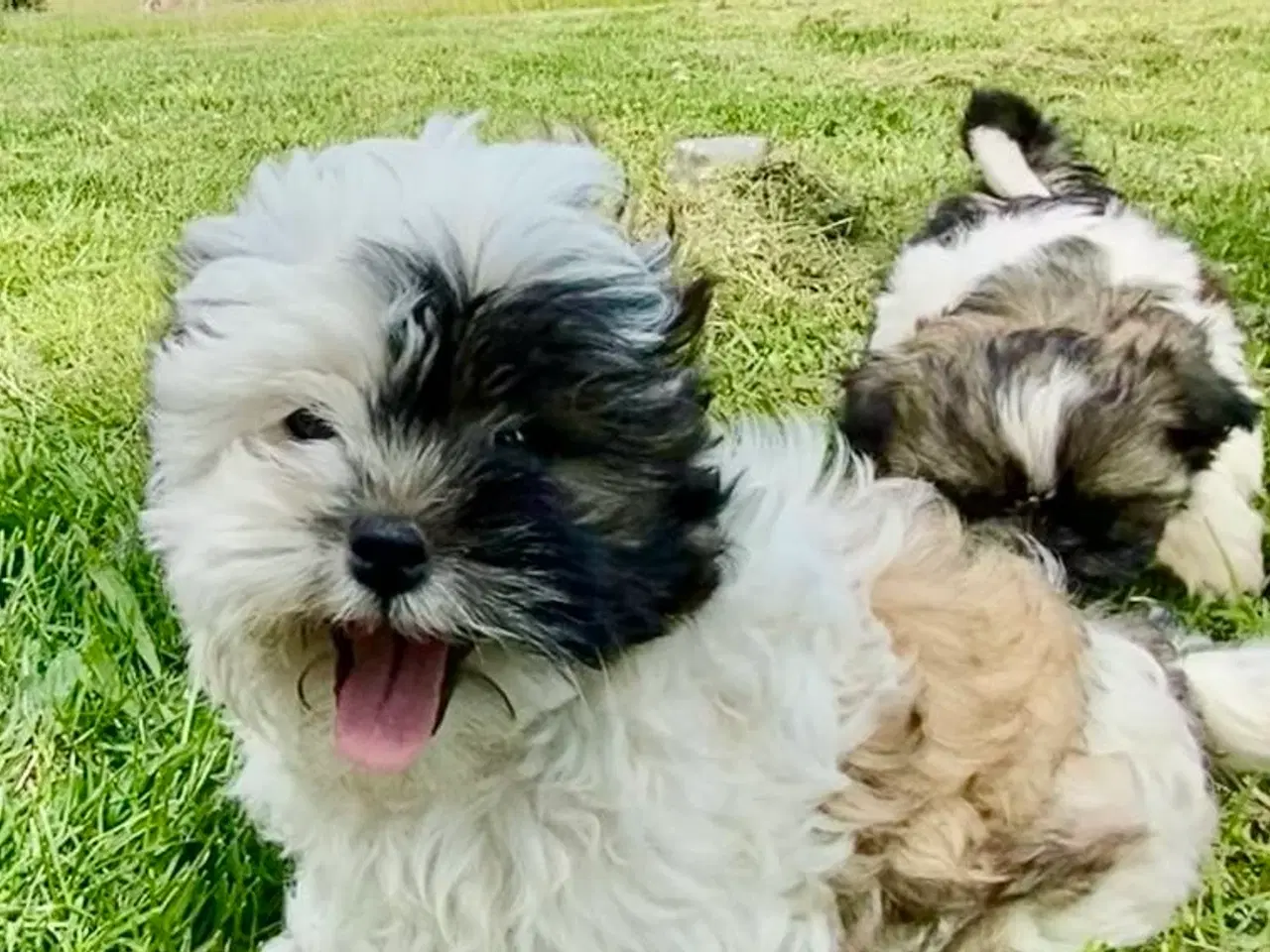 Billede 5 - Allergivenlig Shih Tzu hvalpe
