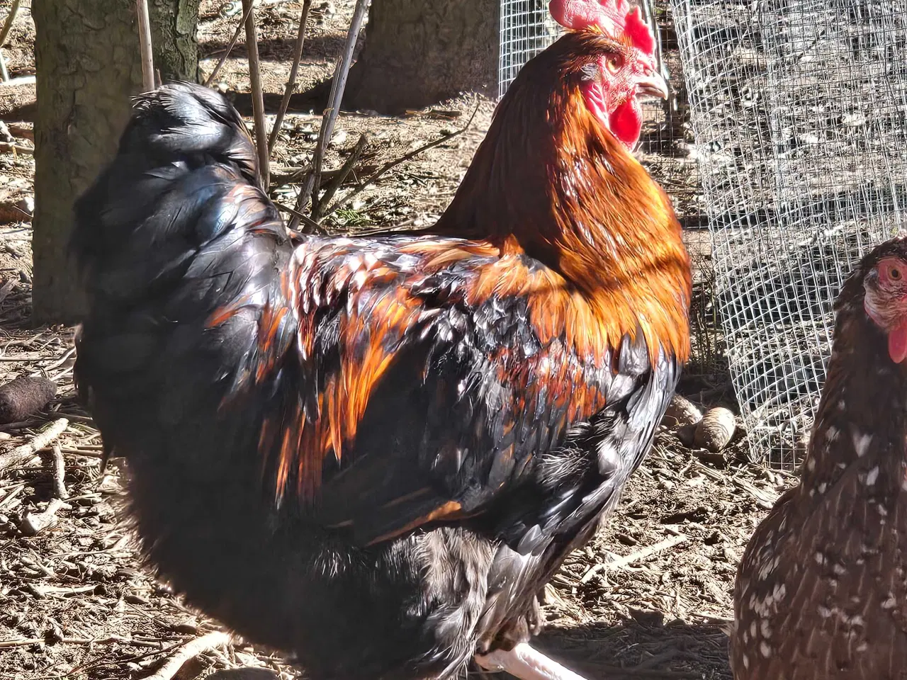 Billede 3 - Maran / blandings hane 