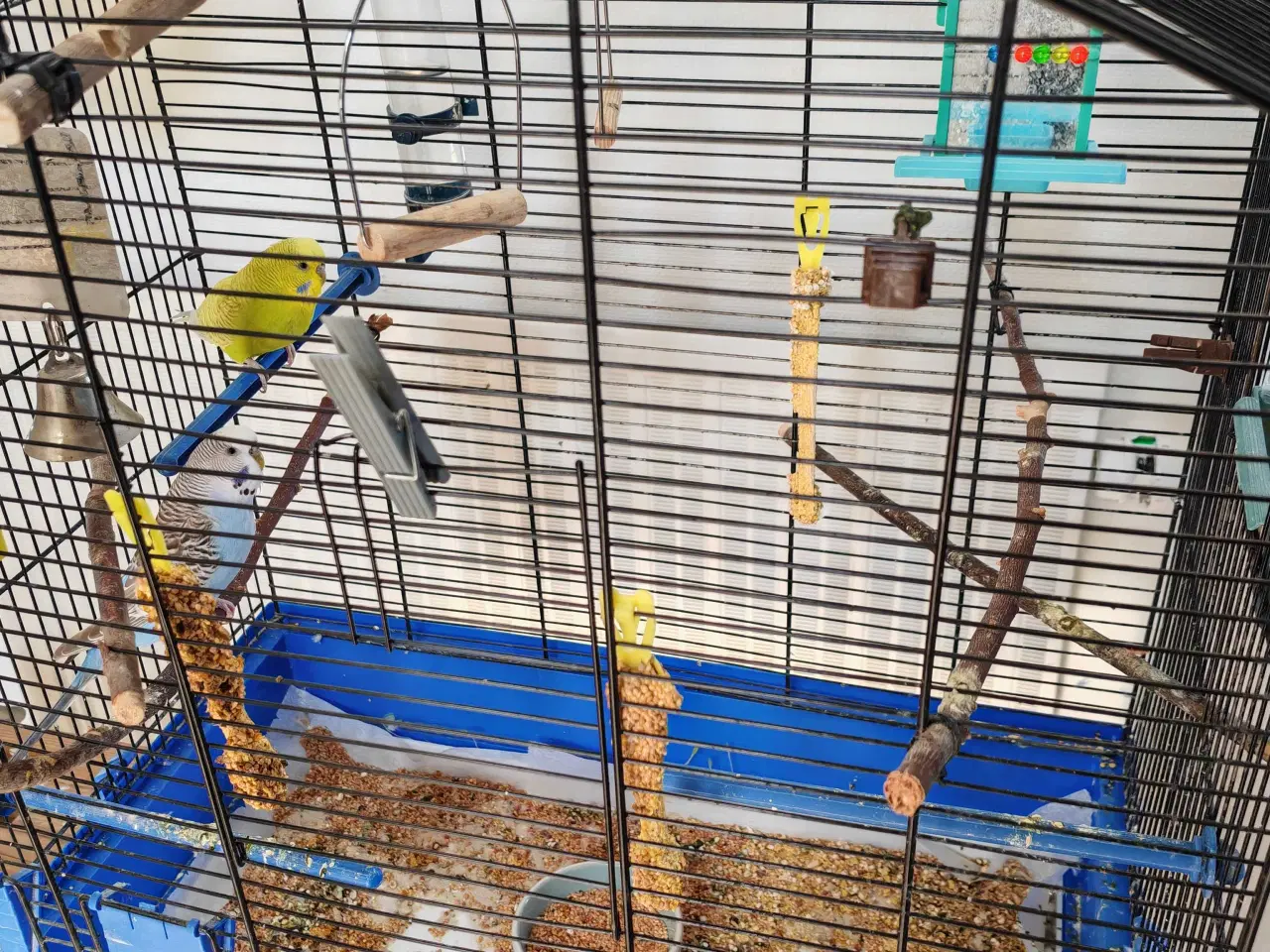 Billede 6 - 2 søde undulater (han) 