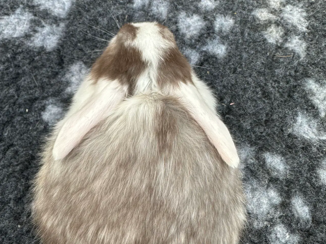 Billede 2 - Minilop kaninunger