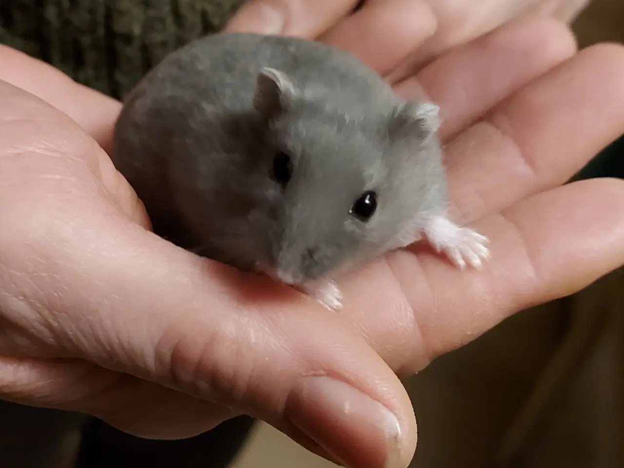 Billede 1 - Grå hamster pige