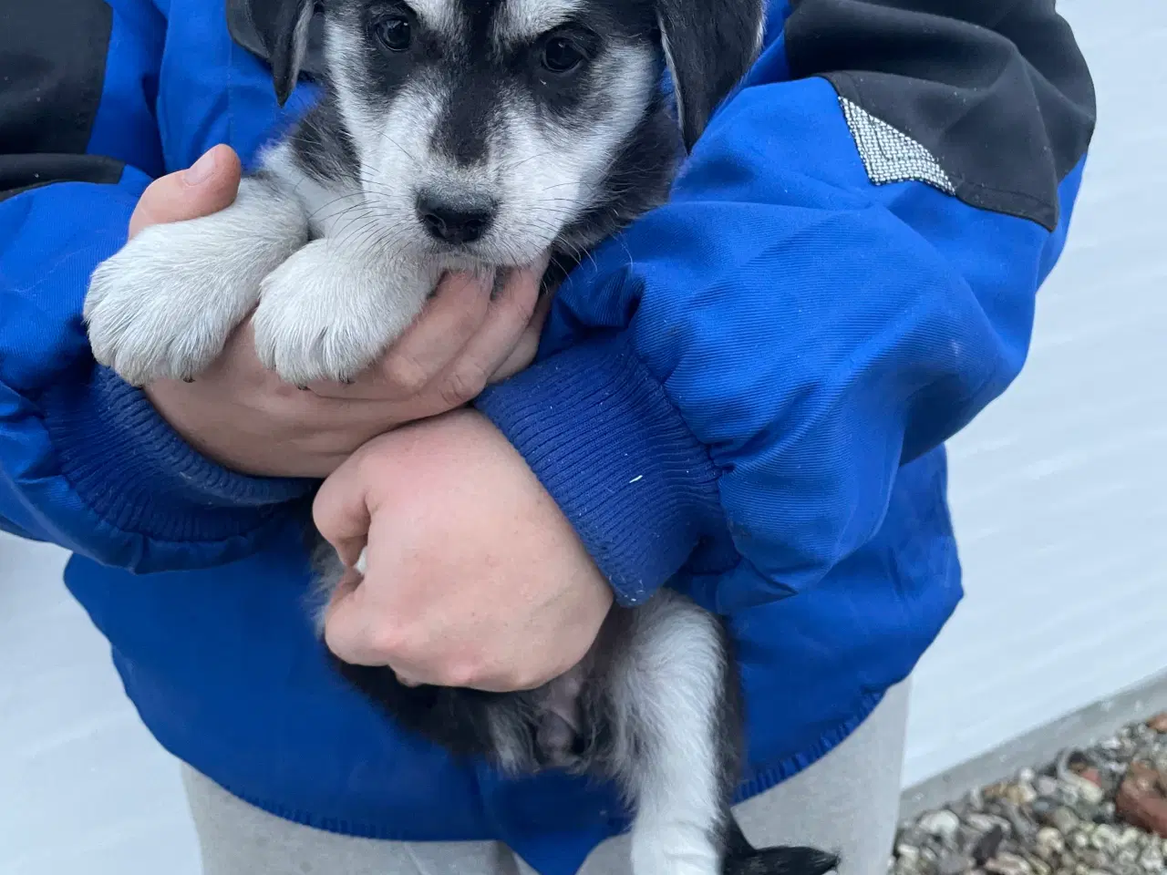 Billede 5 - Hvalpe mix