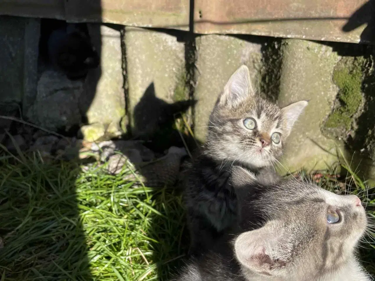 Billede 7 - Søde killinger