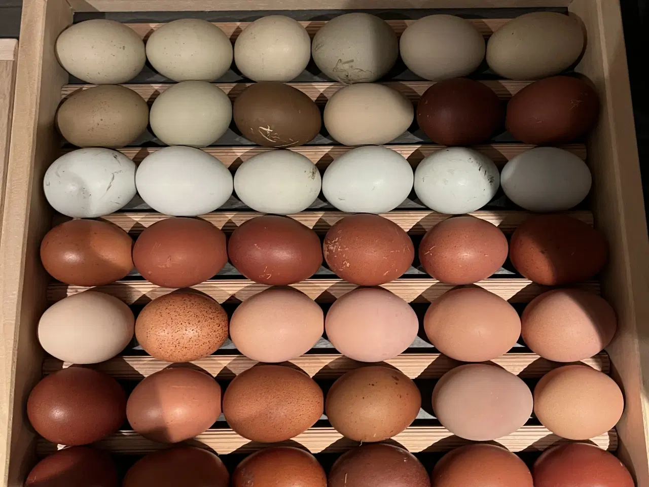 Billede 2 - Daggammel kyllinger 