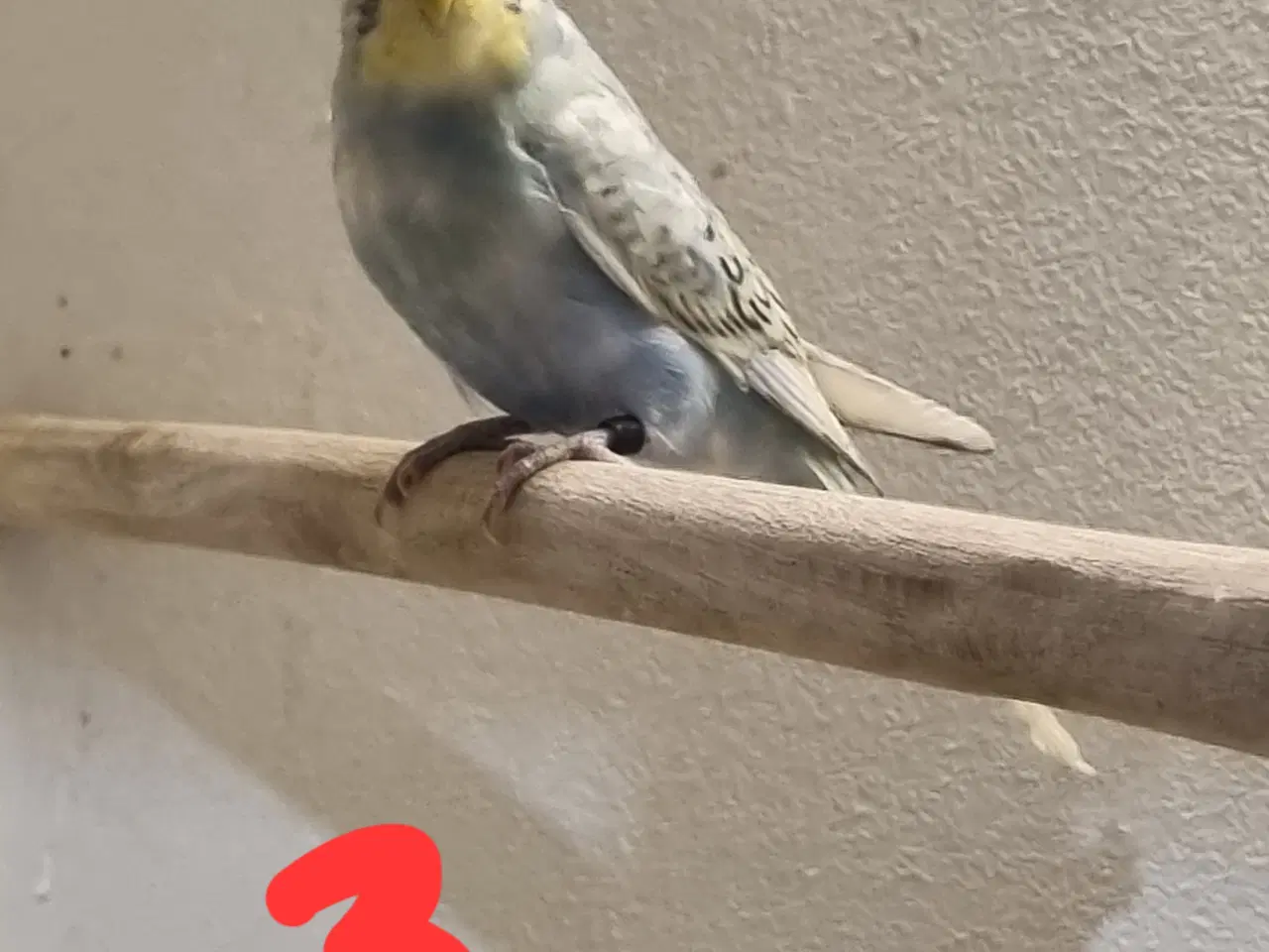 Billede 6 - Undulat unger