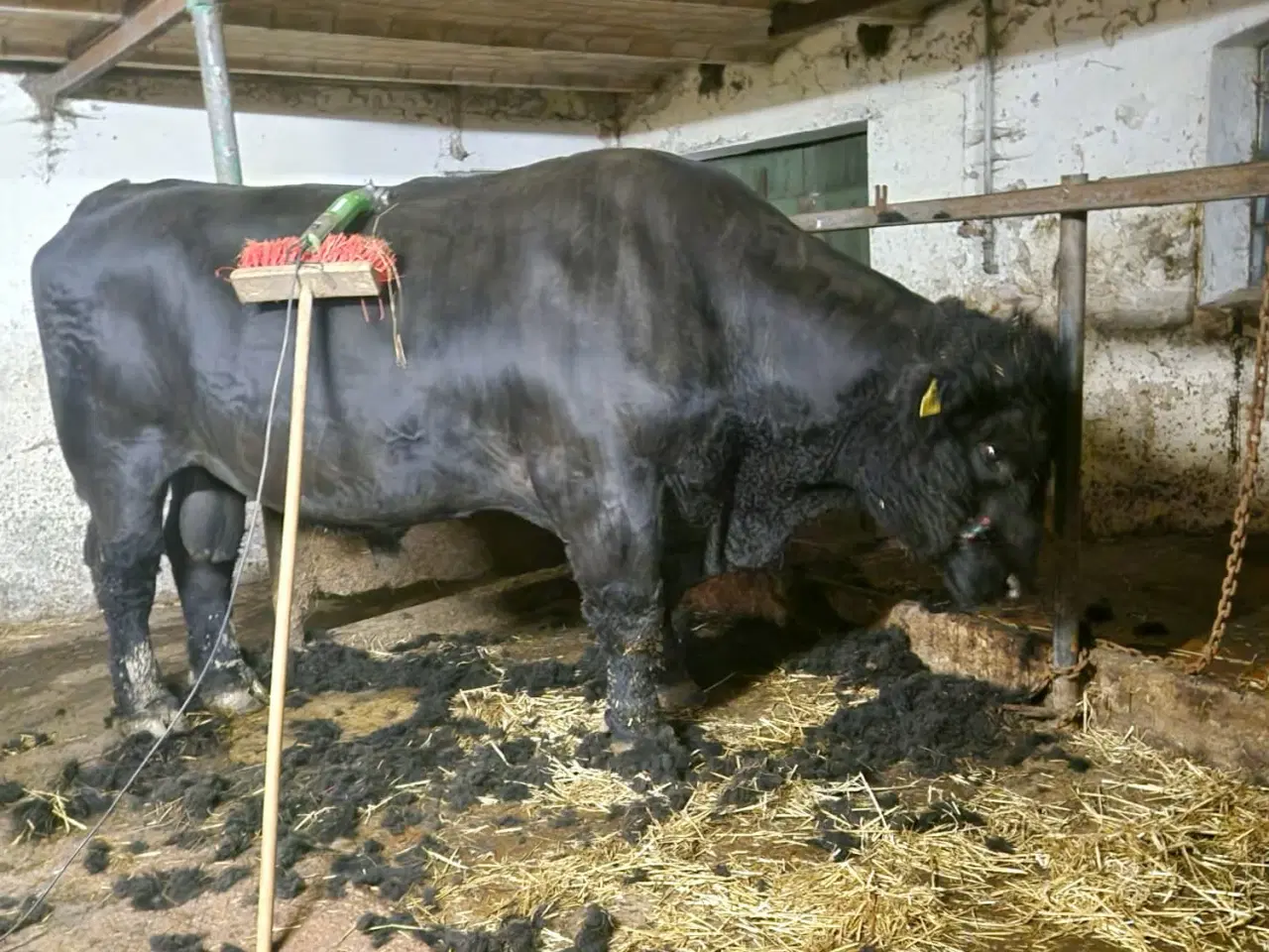 Billede 1 - Avls og løbetyre udlejes 