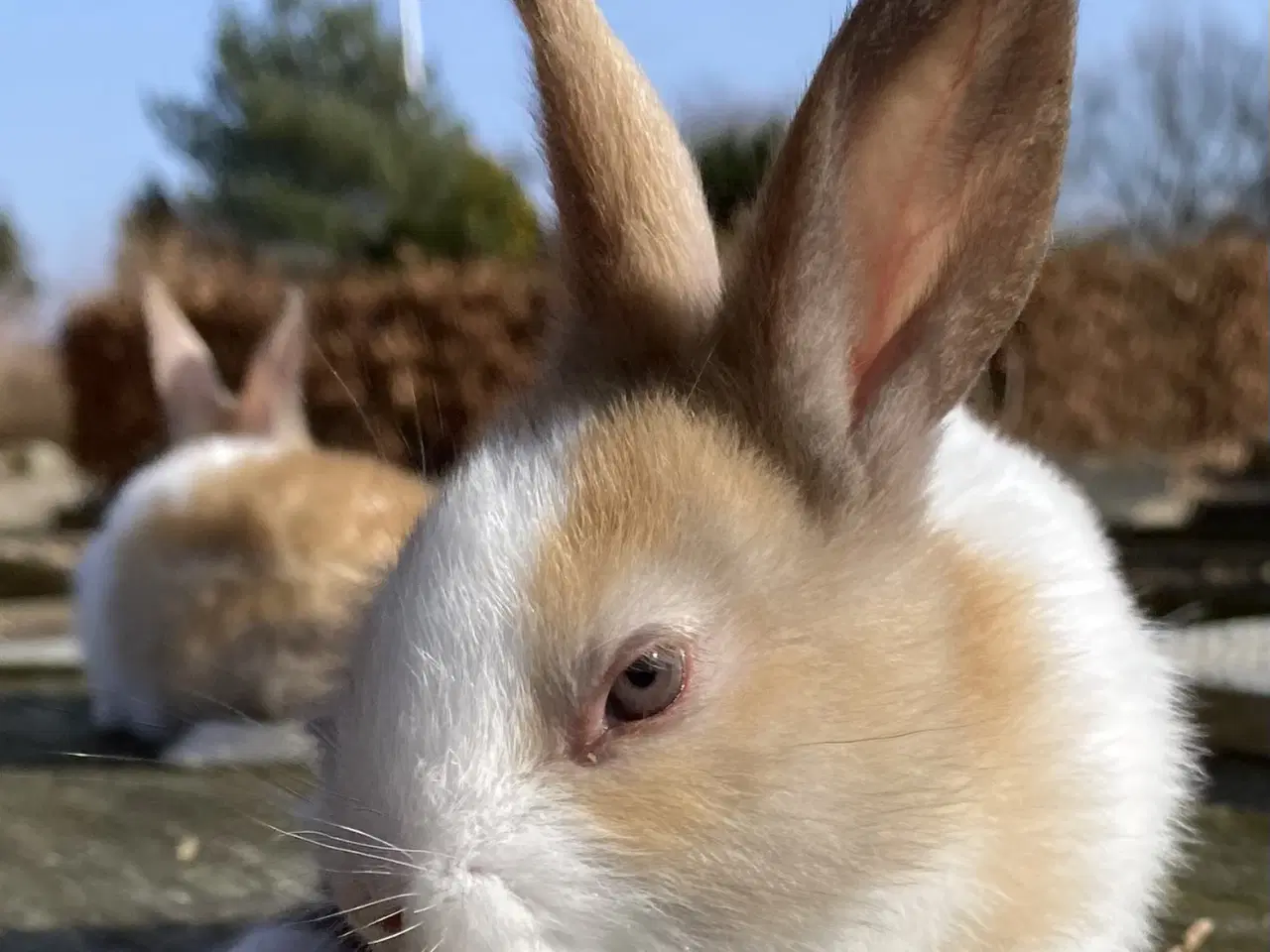 Billede 6 - HOLLÆNDER HAN MADAGASCAR