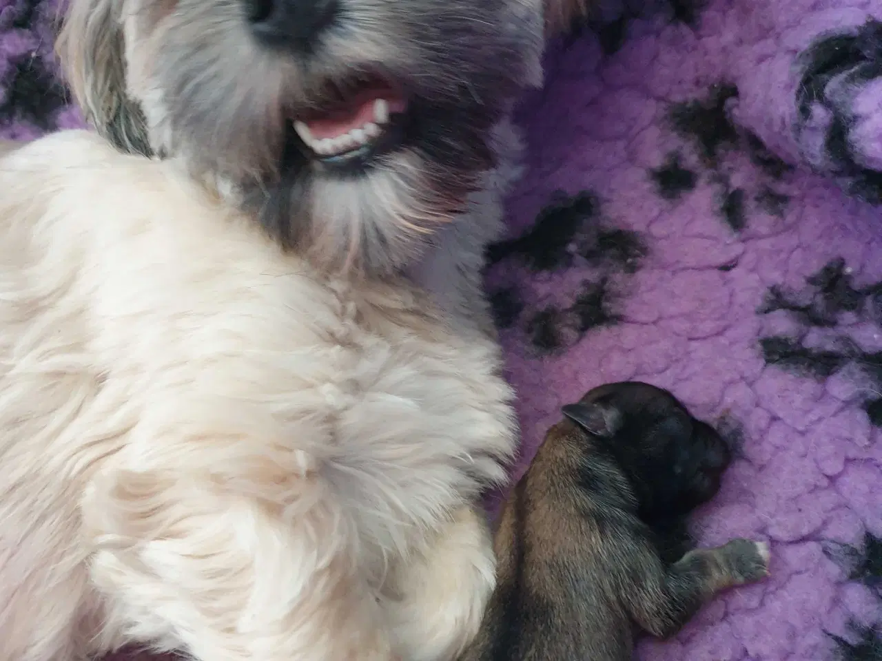 Billede 8 - Super lækre Lhasa Apso hvalpe 🐾💕