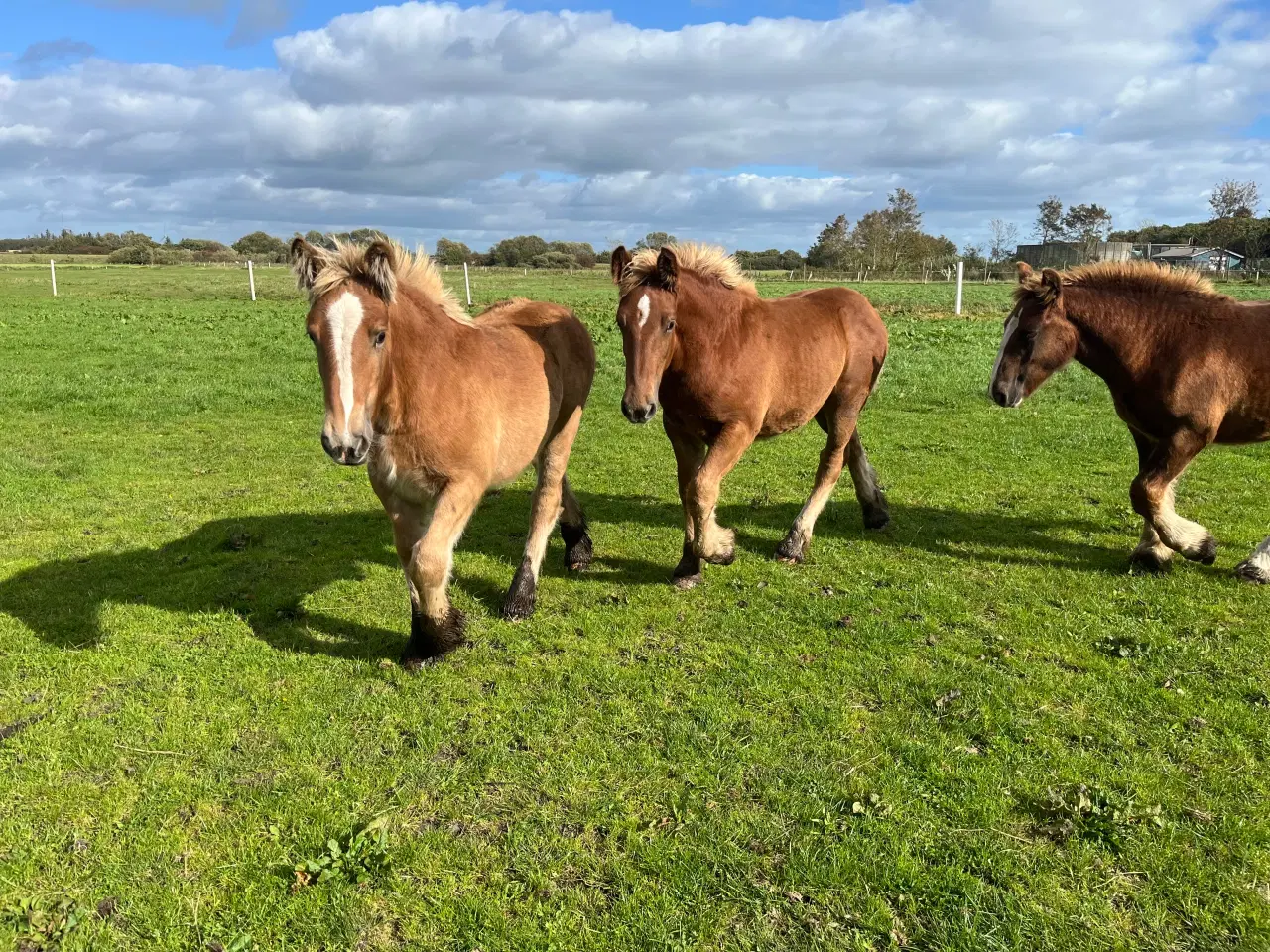 Billede 1 - Jyde hoppeføl