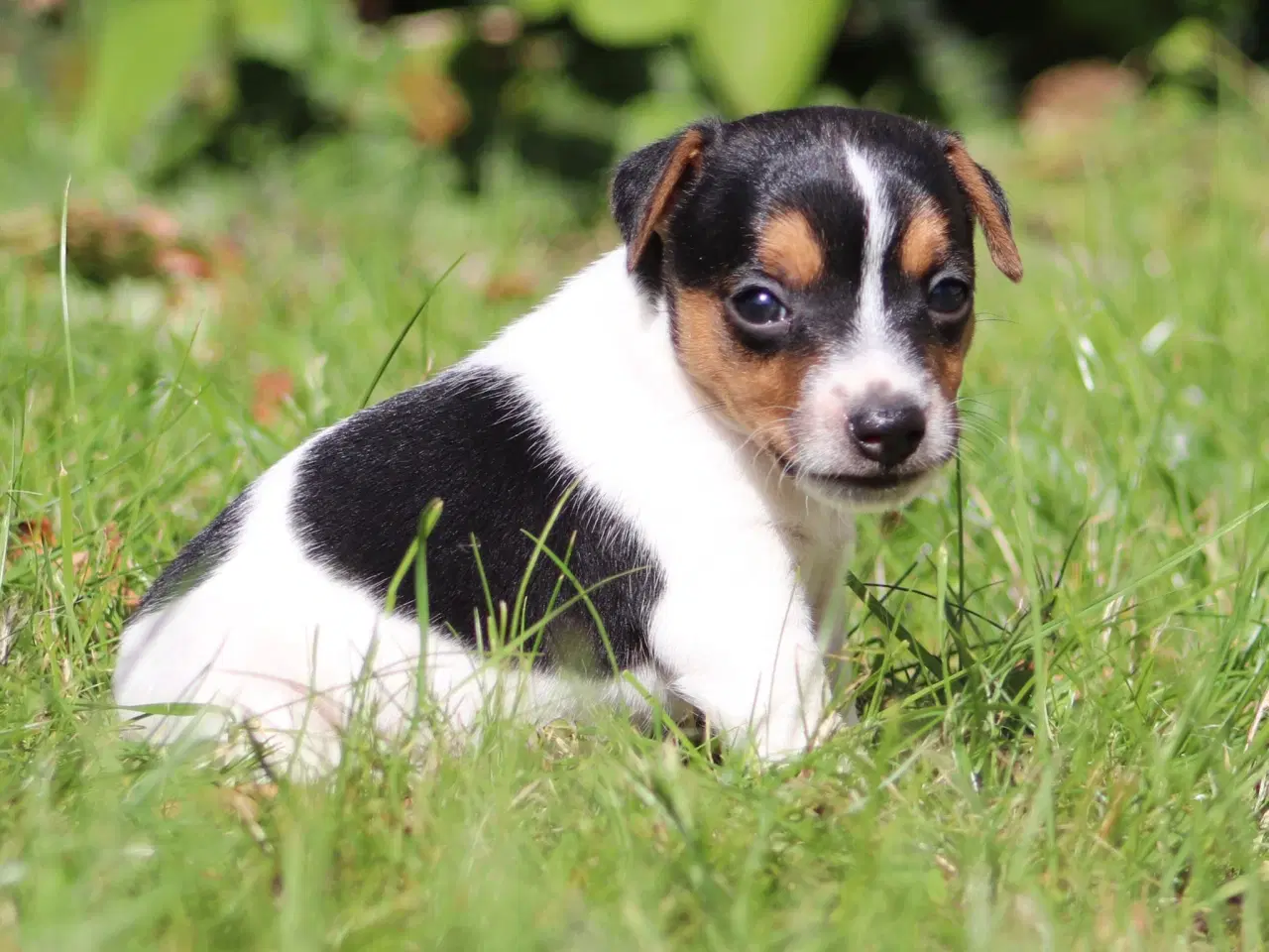 Billede 10 - Jack Russell Terrier hvalp 
