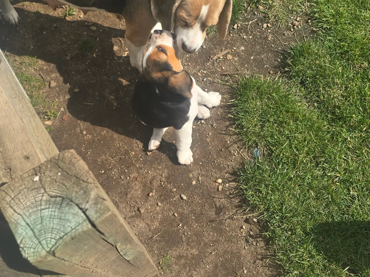 Billede 7 - Beagle tricolor