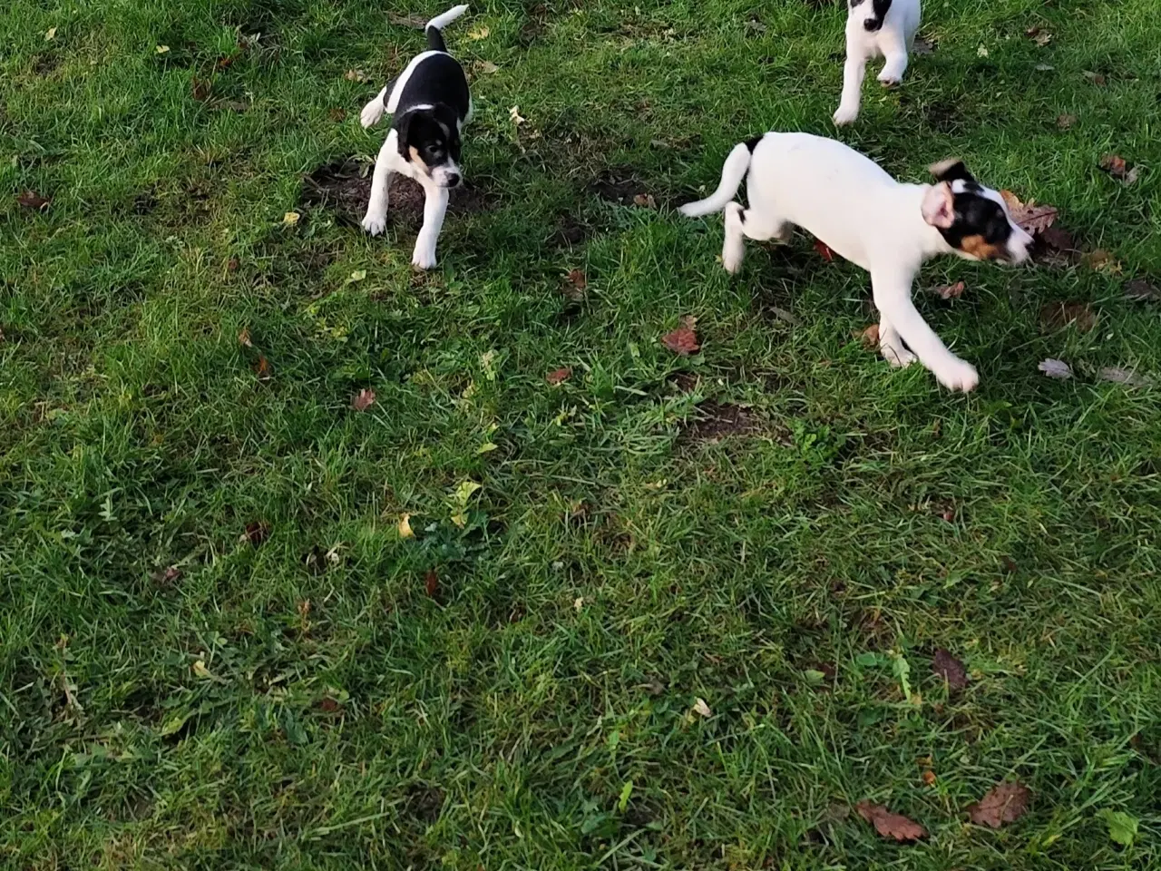 Billede 1 - dansk svenskgårdhunde hvalpe