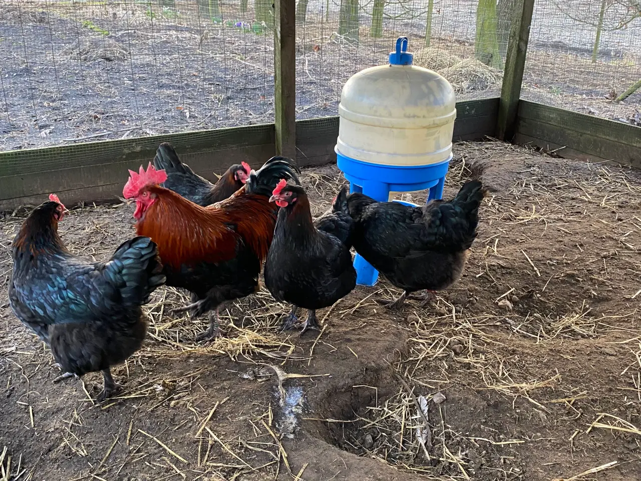 Billede 5 - Sort kobber maran