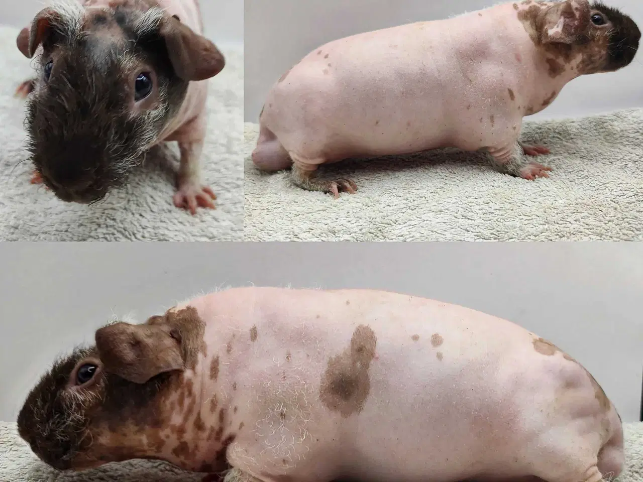 Billede 17 - DK Marinos opdræt