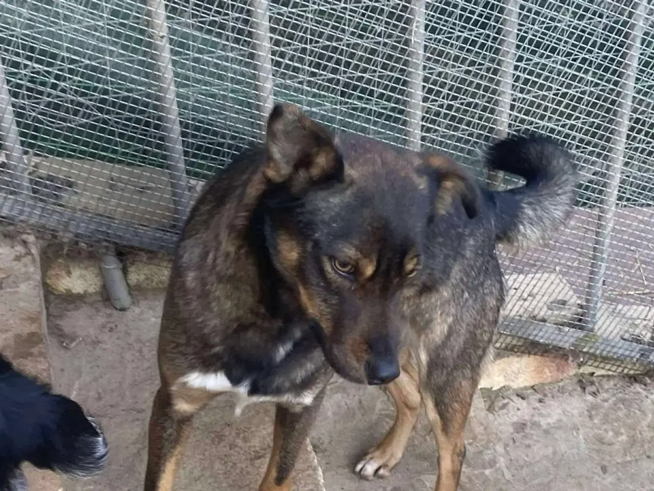 Billede 5 - Søde Edgar søger familie