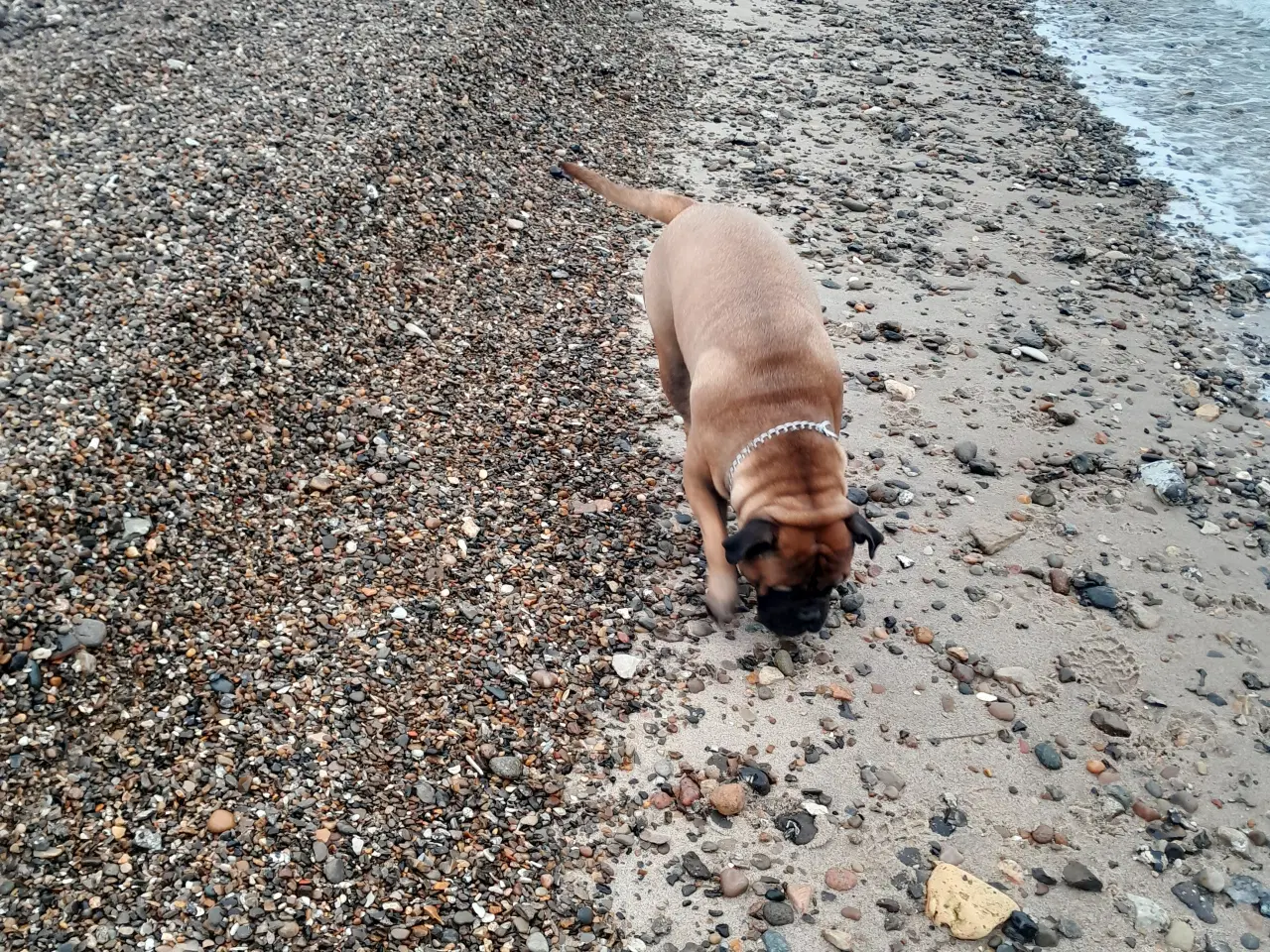 Billede 3 - Bullmastiff han søges til parring 