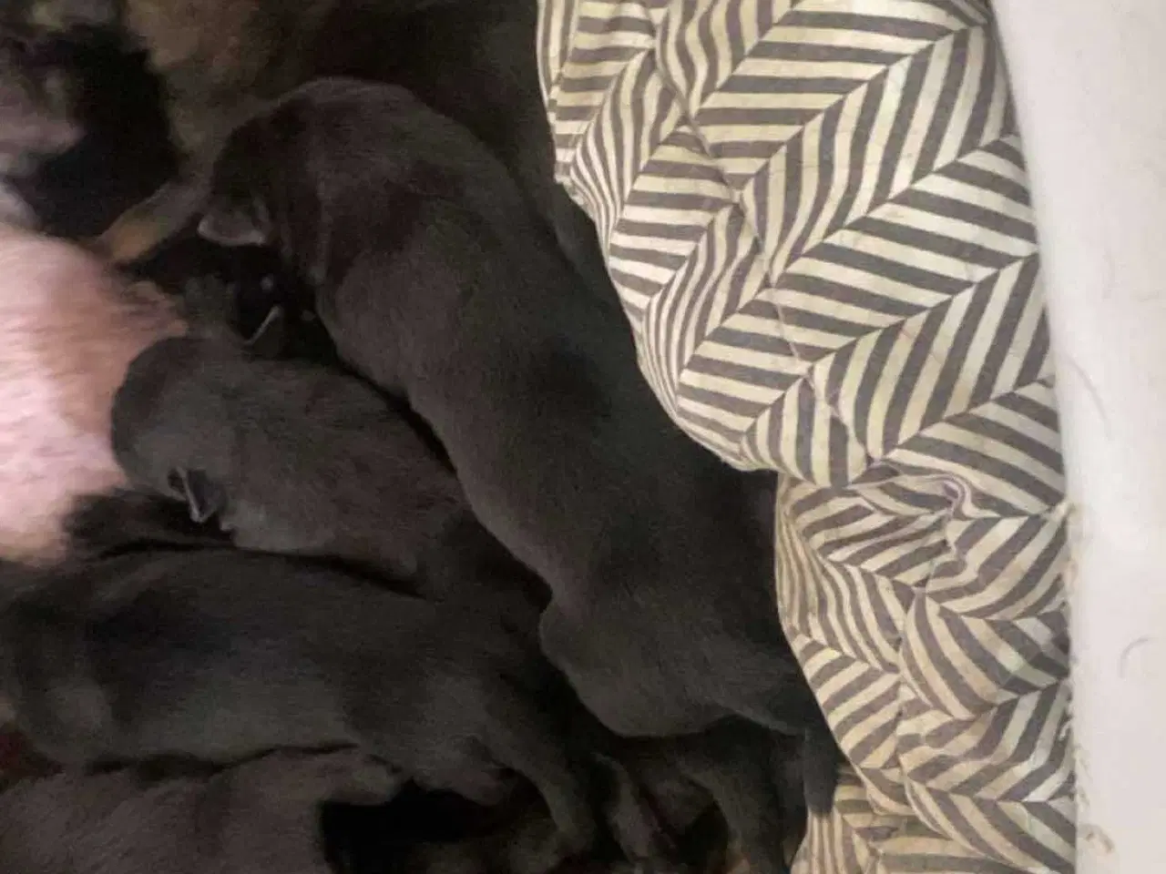 Billede 5 - De skønneste mali/schæfer hvalpe sælges🐕