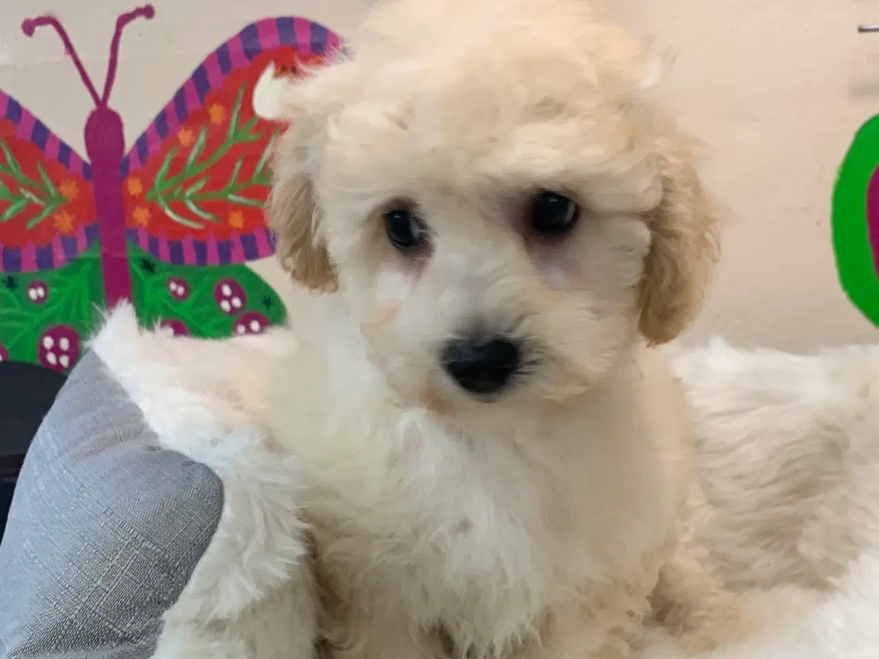 Billede 15 - Maltipoo babyer er rejse klar nu 