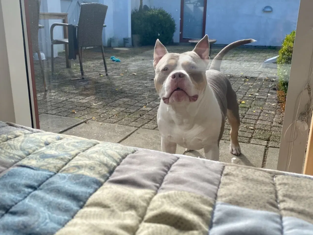 Billede 11 - American bully