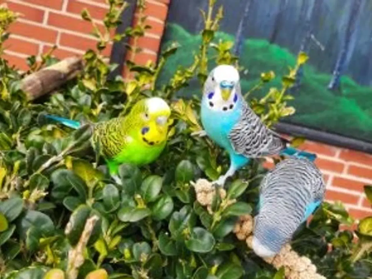 Billede 4 - Undulat (er), blå og grønne, hanner og hunner