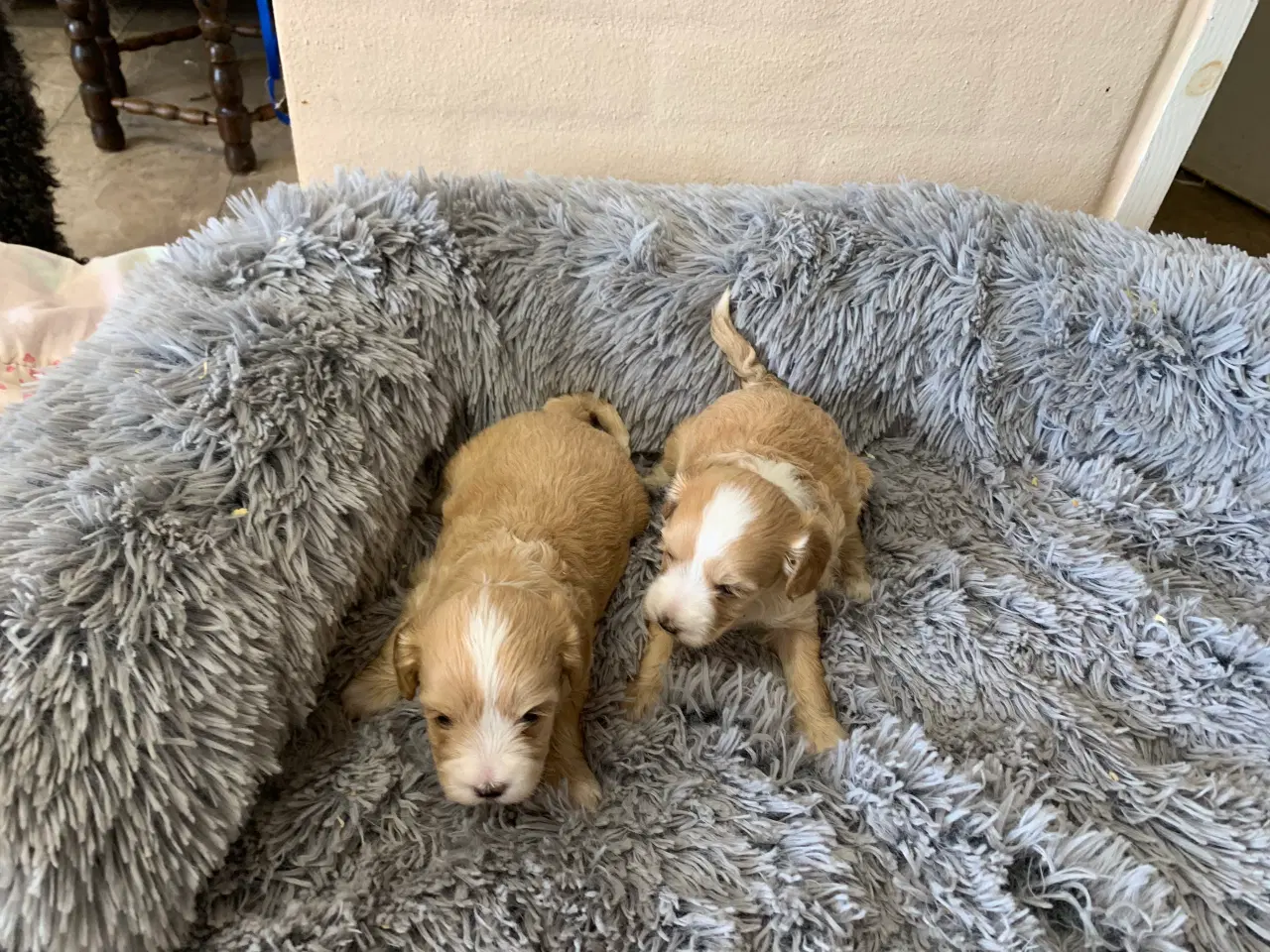 Billede 4 - Små fine Maltipoo babyer 