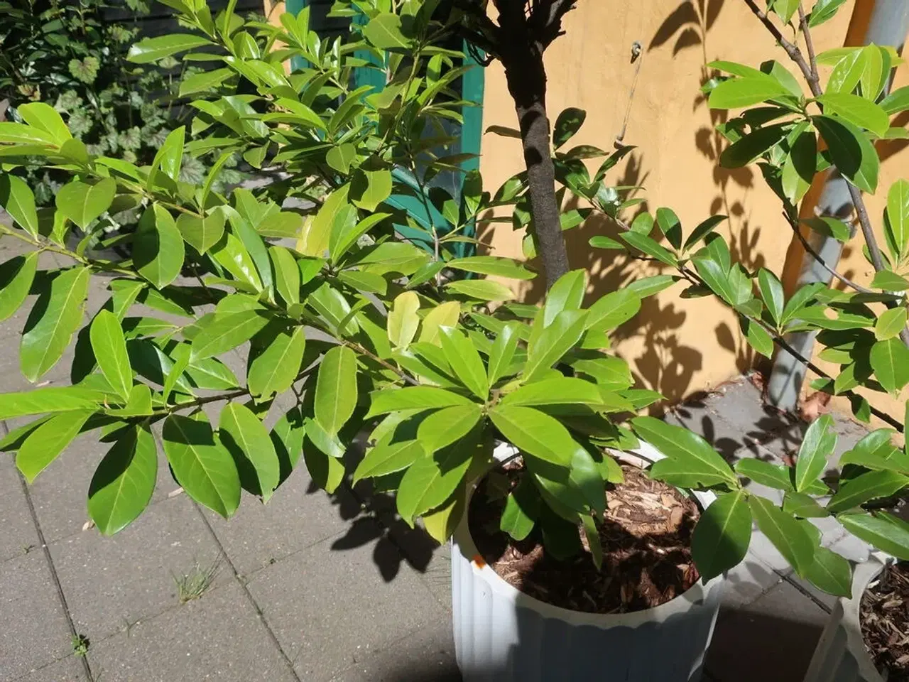 Billede 3 - Plante