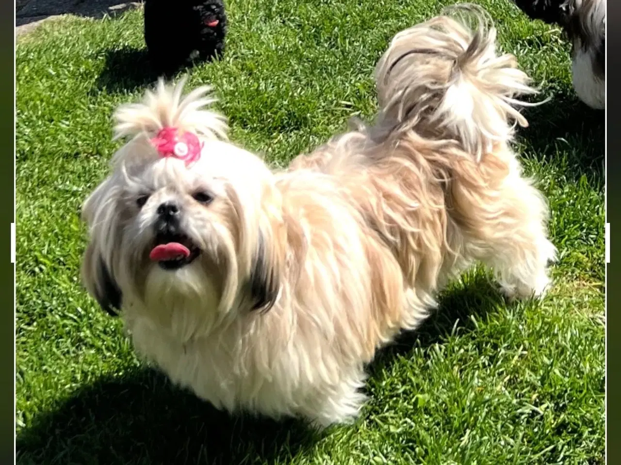 Billede 3 - 3 shih tzu-havapoo hvalpe(8 uger)
