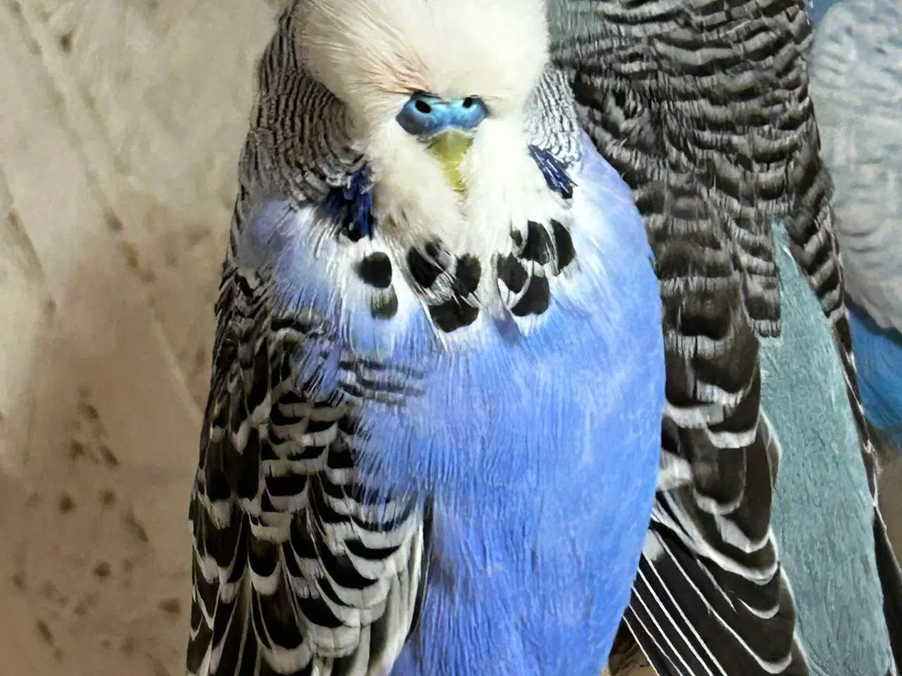 Billede 1 - Engelske undulater 