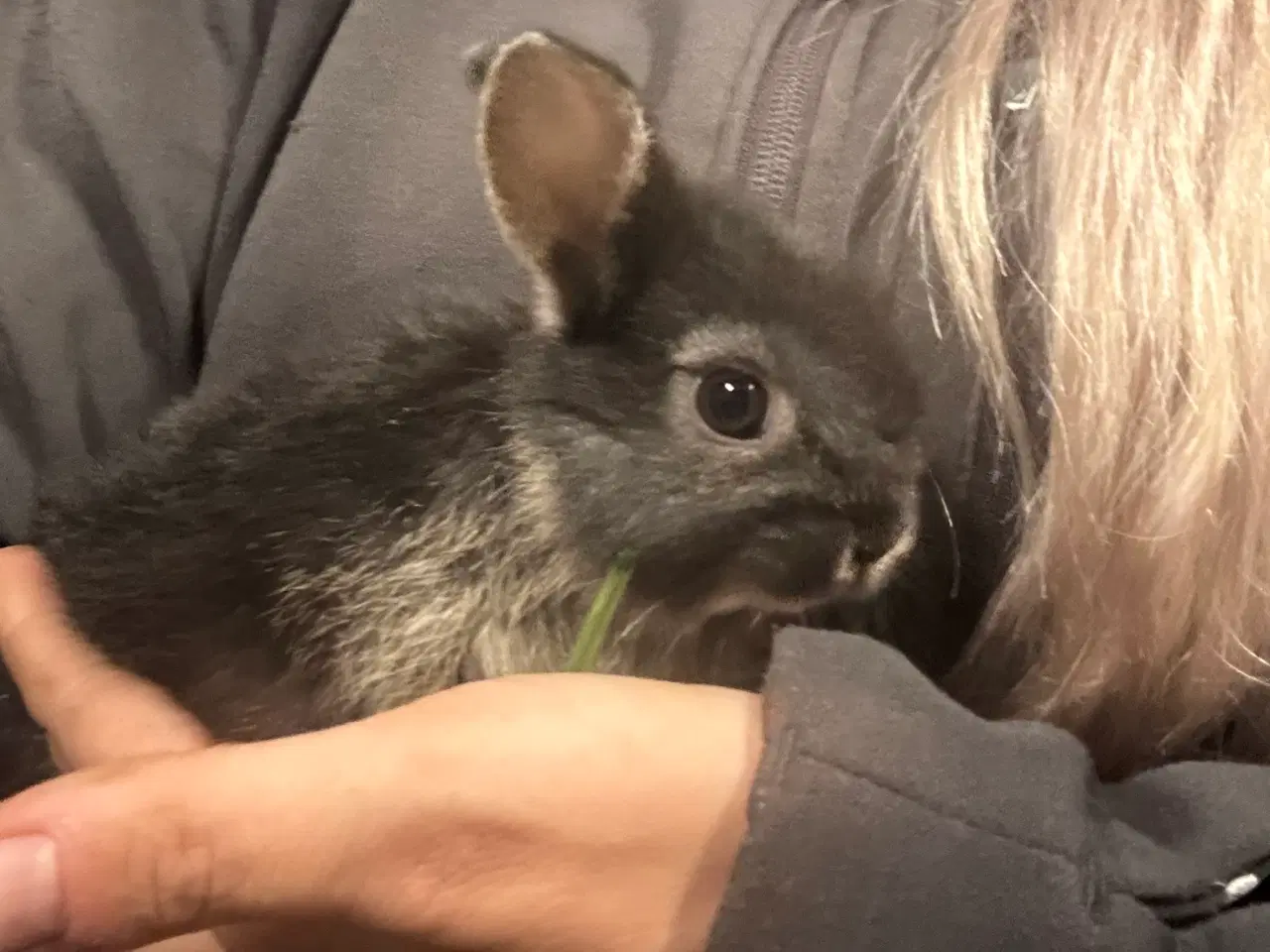 Billede 2 - Skønne mini hermelin unger 