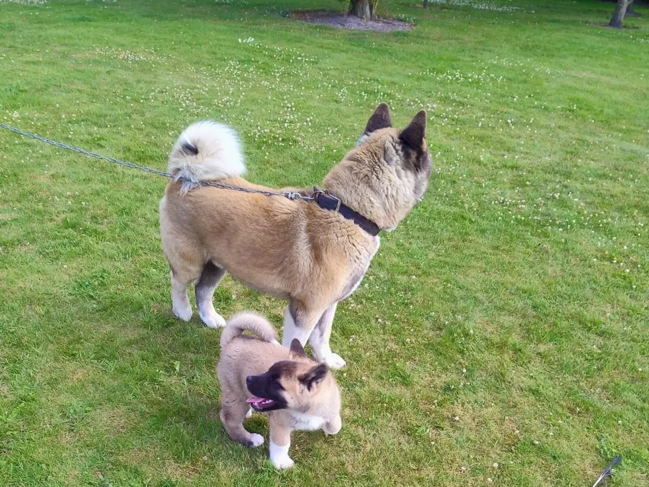 Billede 3 - Hundehvalpe Akita ,kom med et relistisk bud 