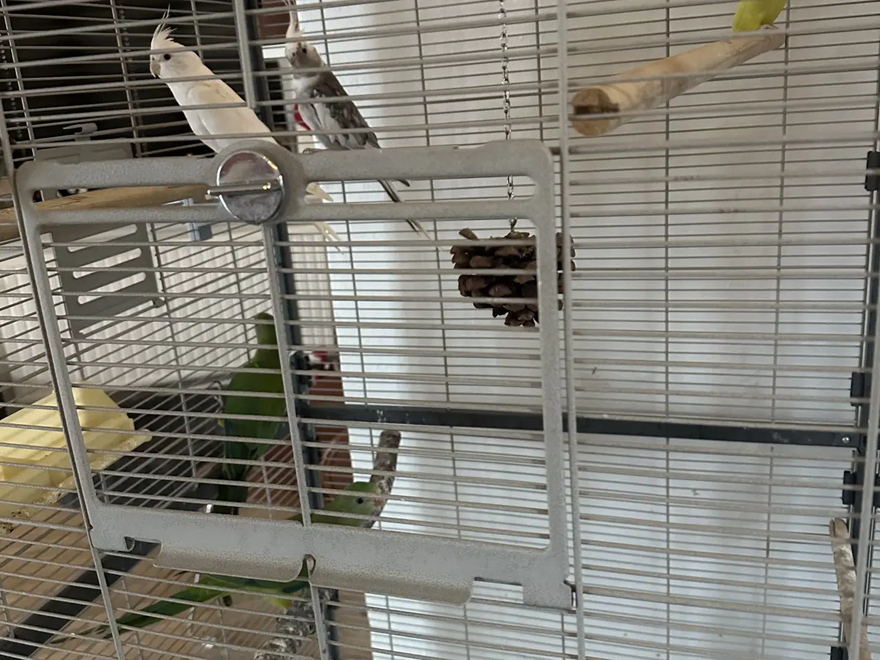 Billede 3 - Sælger mine fugle