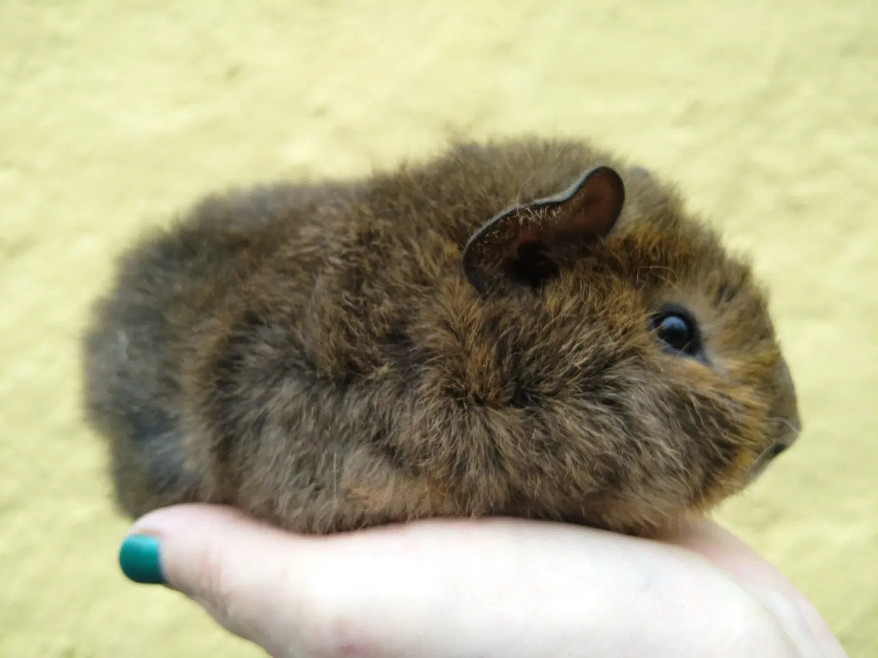 Billede 2 - 2 Teddy brødre