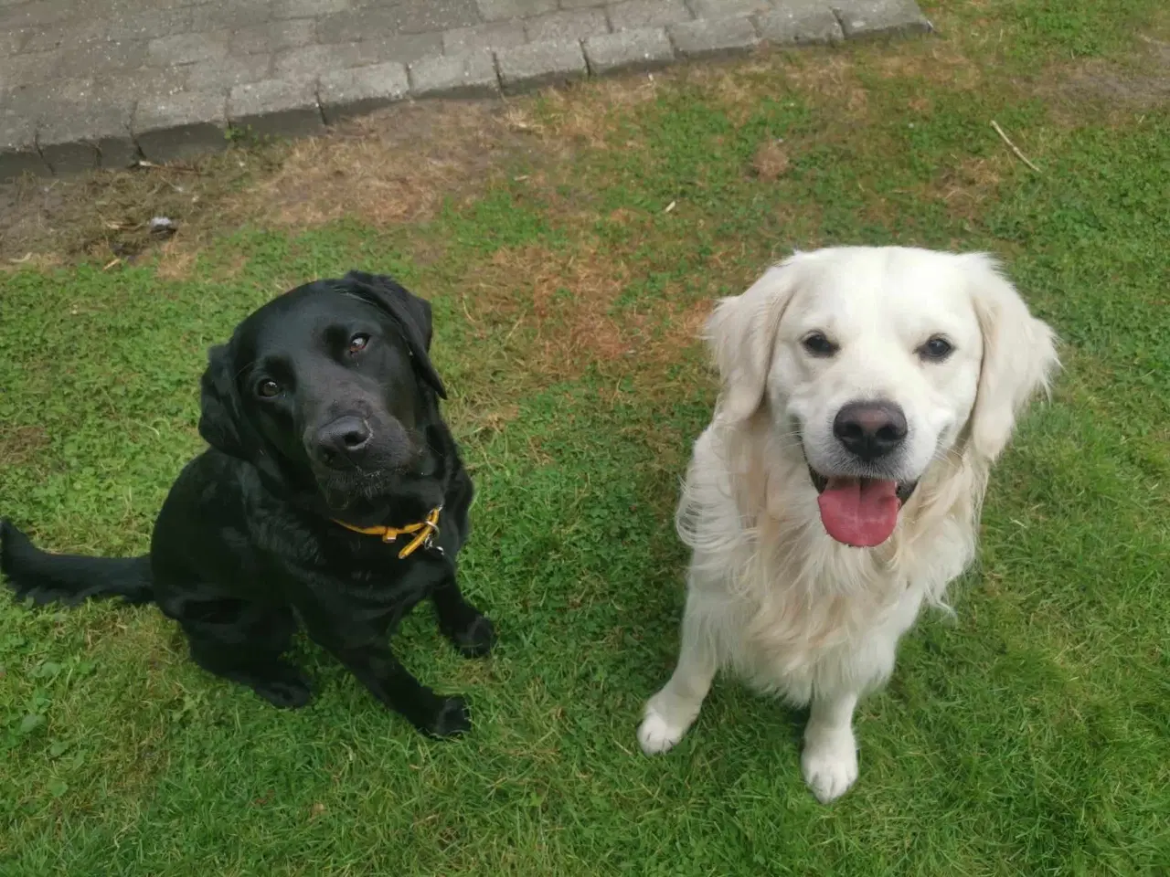 Billede 6 - Golden Retriever / Labrador Hvalpe - Klar December