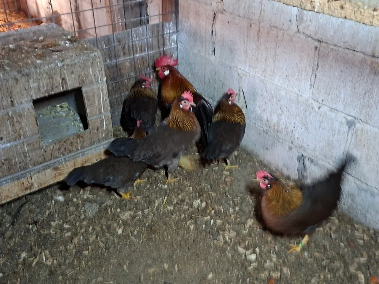 Billede 1 - Dværghøns