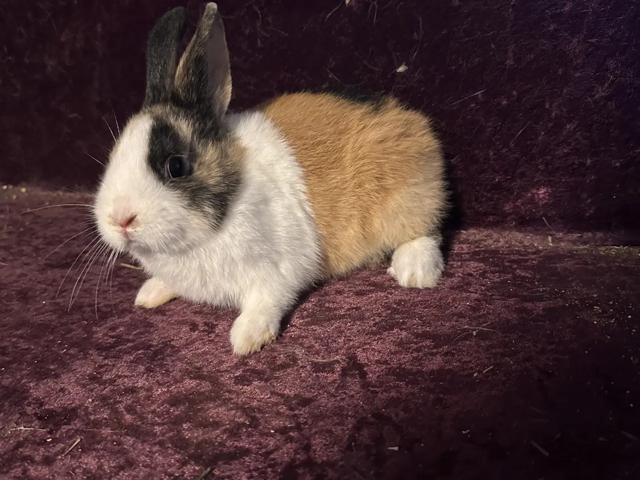 Billede 5 - Hollænder