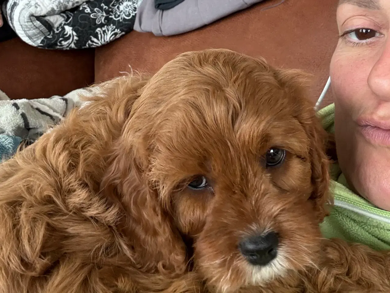 Billede 1 - CAVAPOO Tæve 