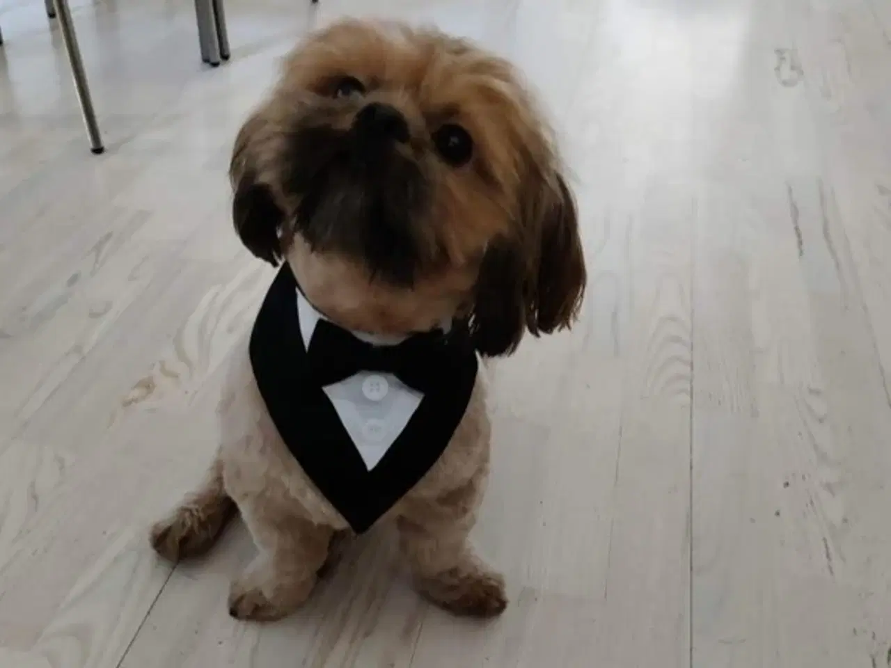 Billede 1 - Shih Tzu Vil du på date med mig