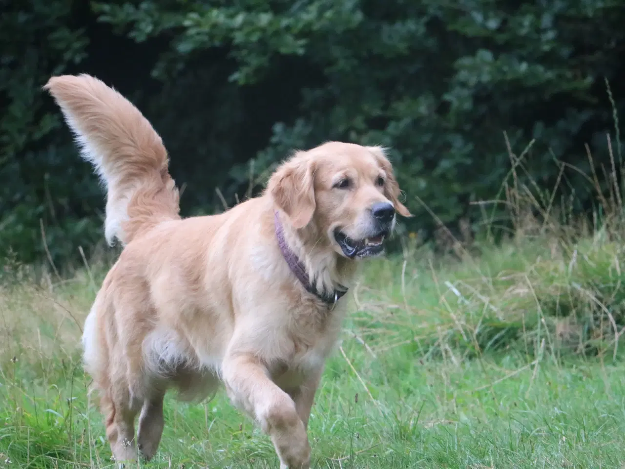 Billede 14 - Verdens smukkeste Golden Retriever hvalpe