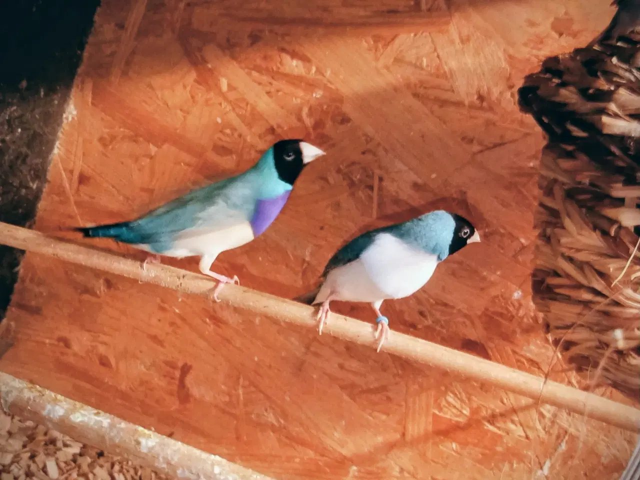 Billede 1 - Goulden samariner