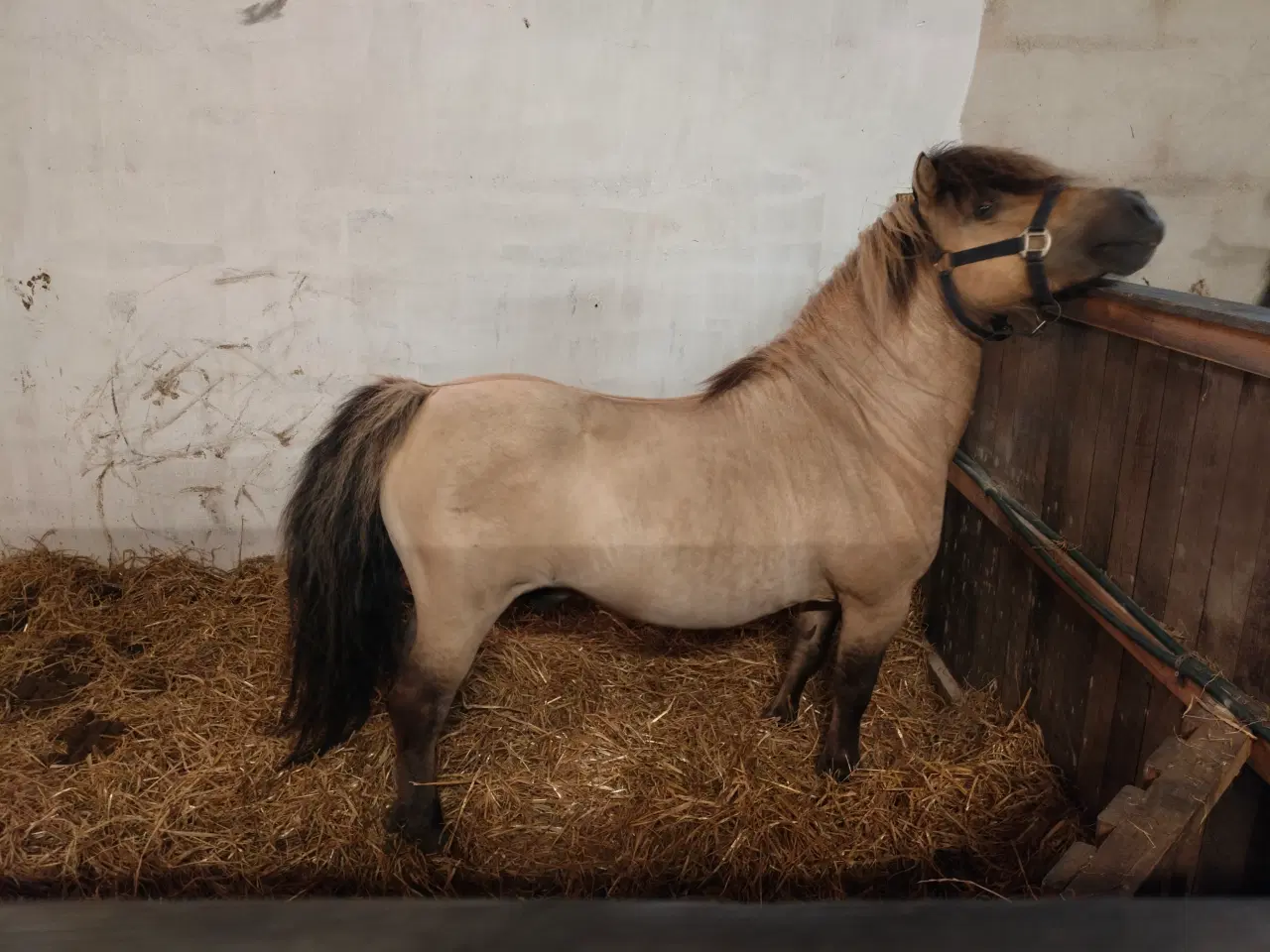 Billede 4 - Bedækning hos sjælden farve hingst