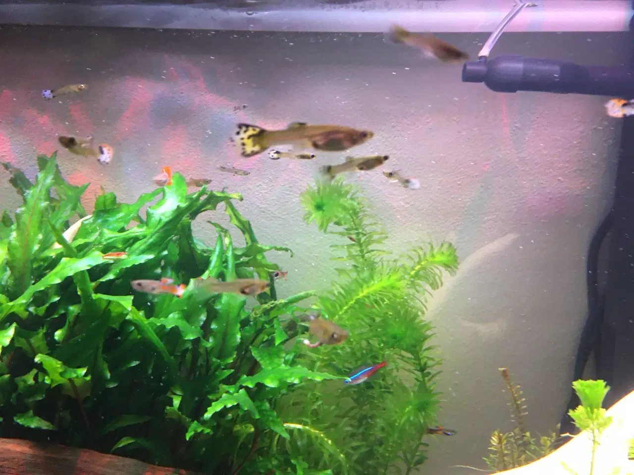 Billede 3 - Guppy akvariefisk