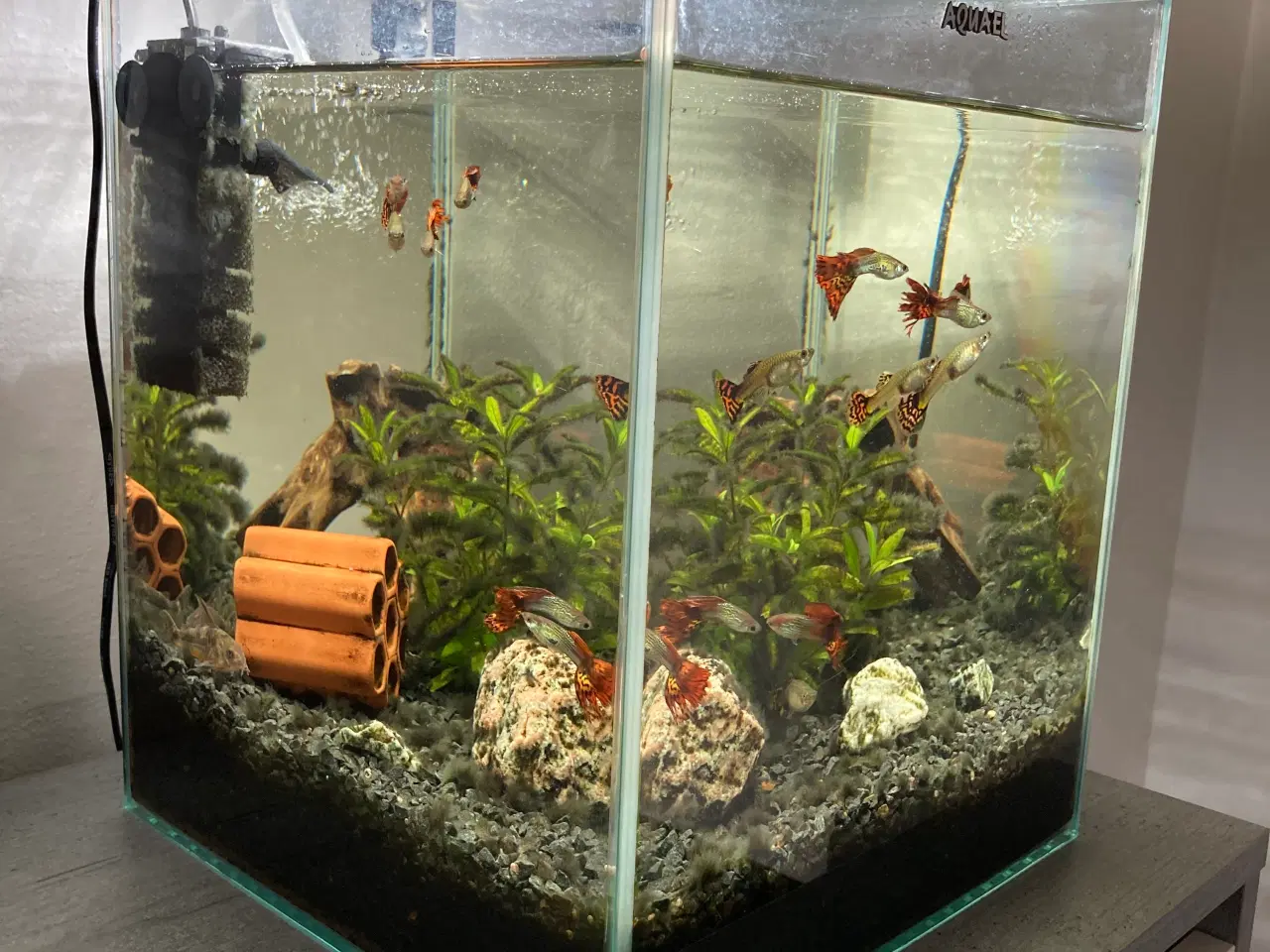 Billede 5 - Akvarium 30 Liter