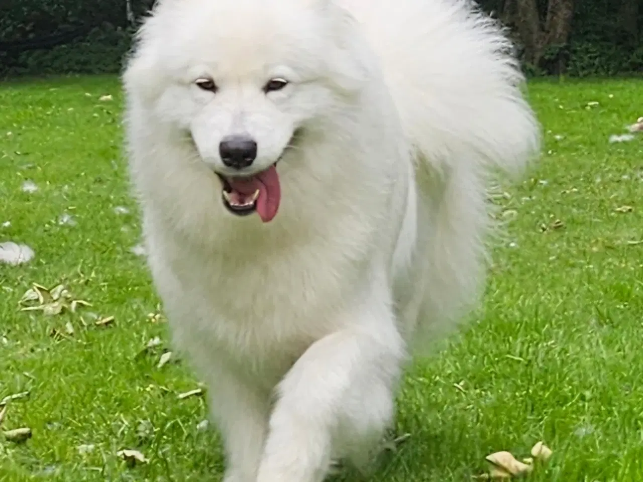 Billede 1 - Samojede/ samoyed 