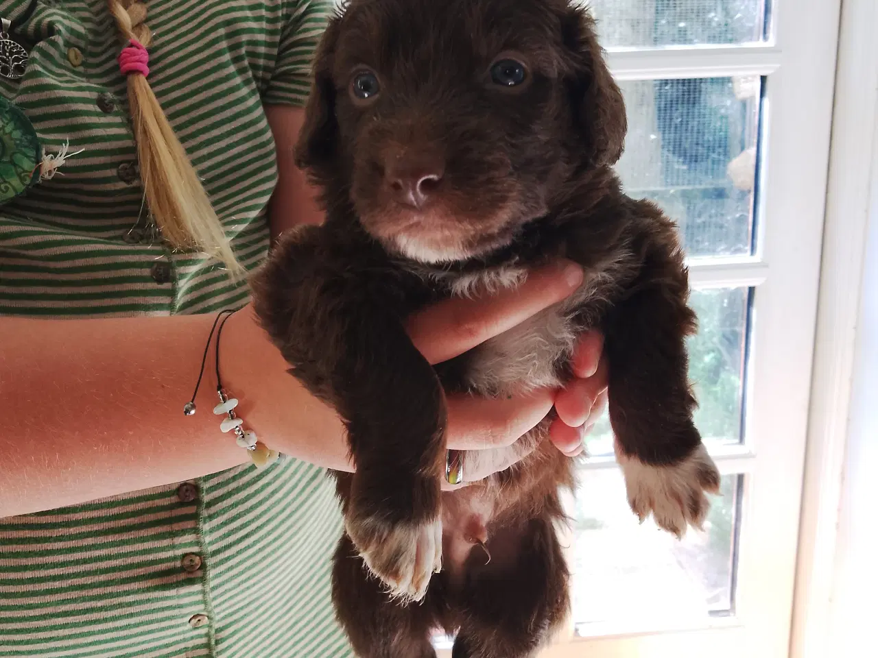 Billede 4 - Aussie doodle hvalpe 