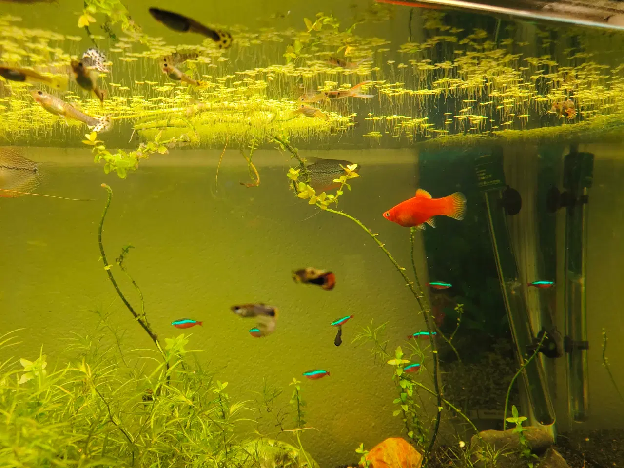 Billede 5 - Gubby, rejer, Helena snegle